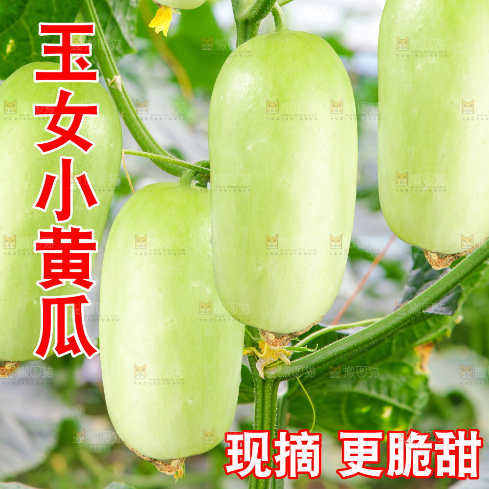 玉女小黄瓜主图