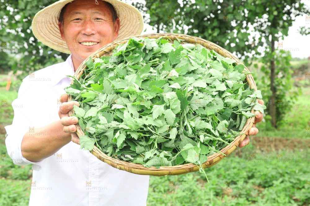 手里拿着新鲜灰灰菜