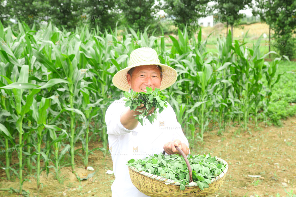 手里拿着新鲜灰灰菜