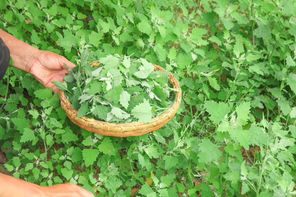 手里拿着新鲜灰灰菜