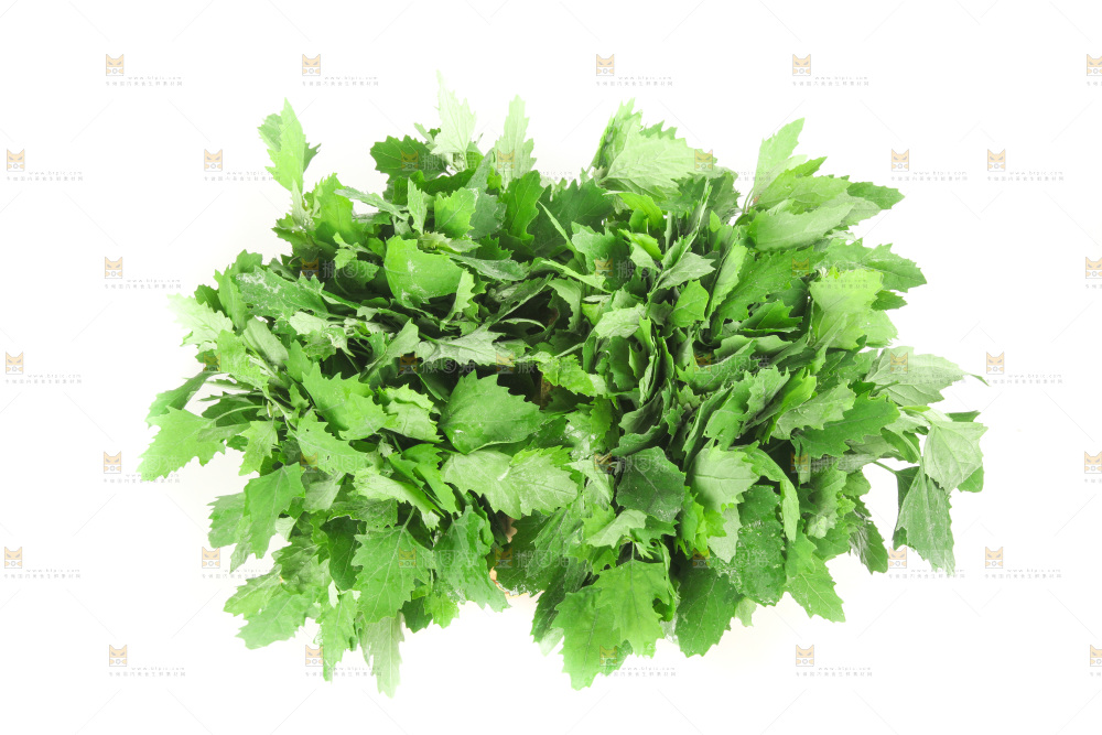 白底上的灰灰菜