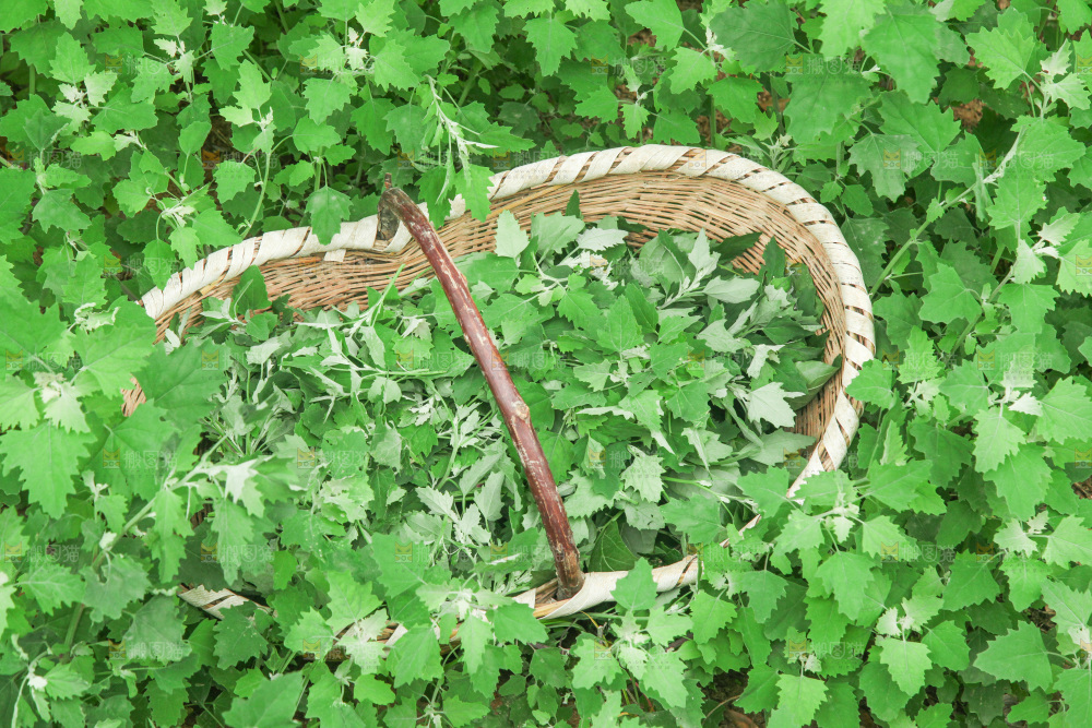 手里拿着新鲜灰灰菜