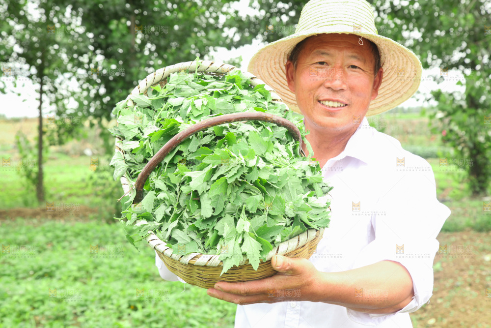 手里拿着新鲜灰灰菜