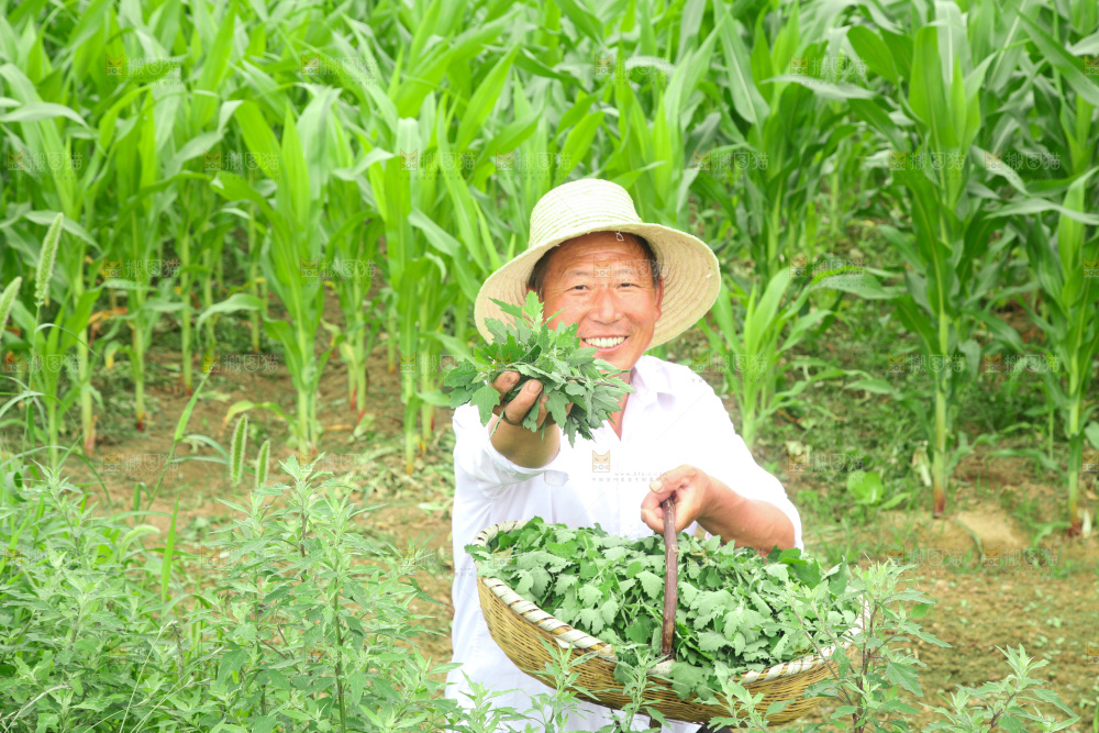 手里拿着新鲜灰灰菜