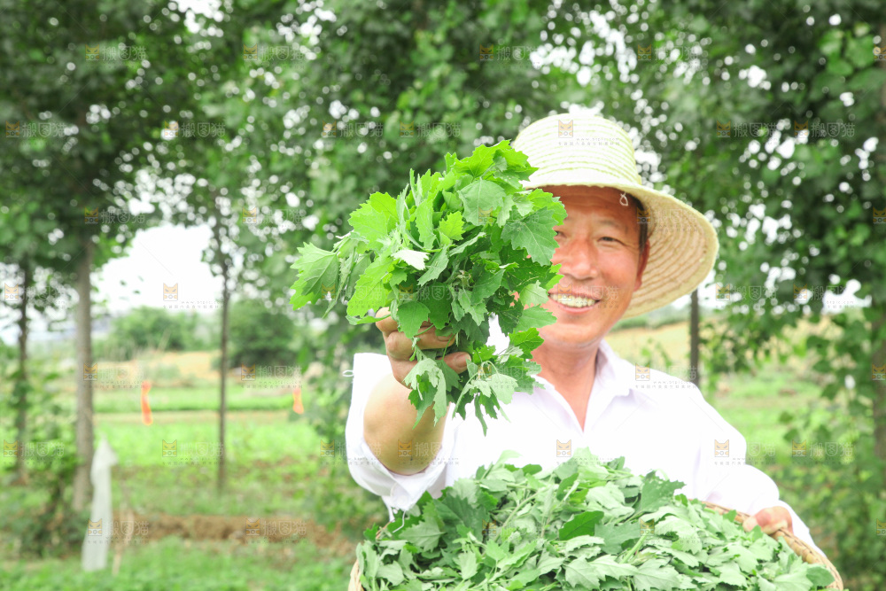 手里拿着新鲜灰灰菜