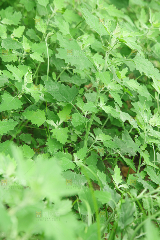 一大片灰灰菜