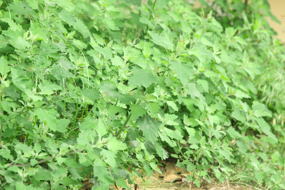 一大片灰灰菜