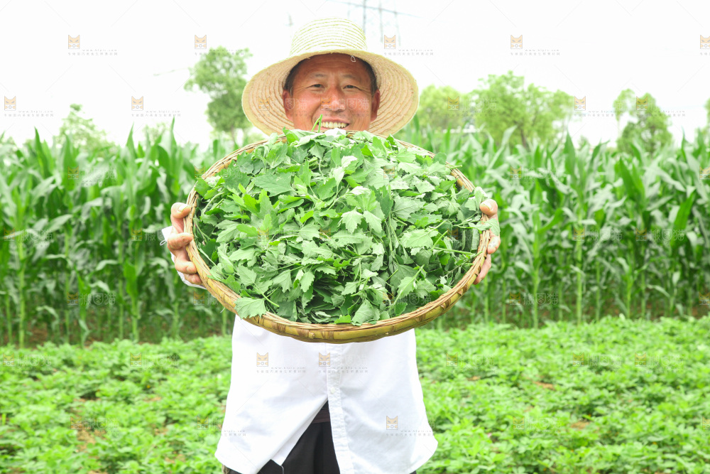 手里拿着新鲜灰灰菜