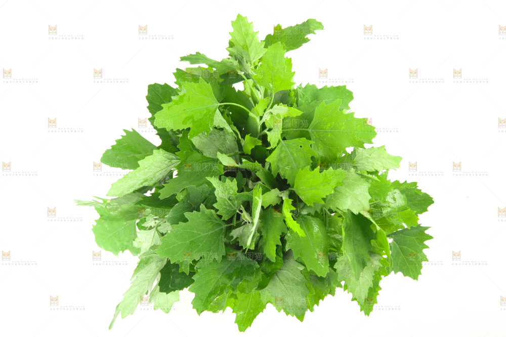 白底上的灰灰菜