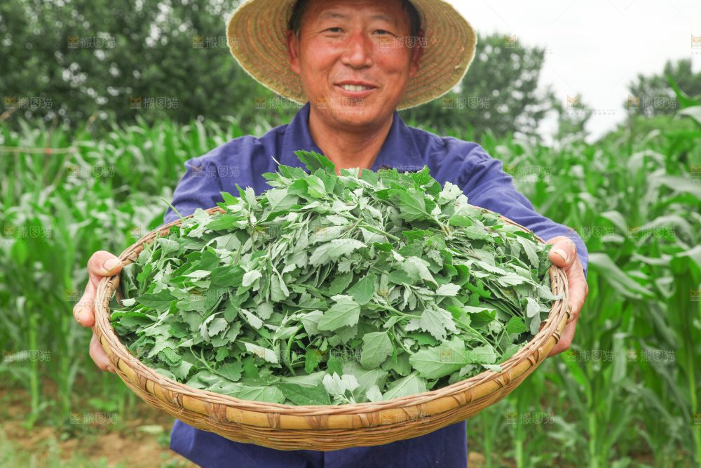手里拿着新鲜灰灰菜