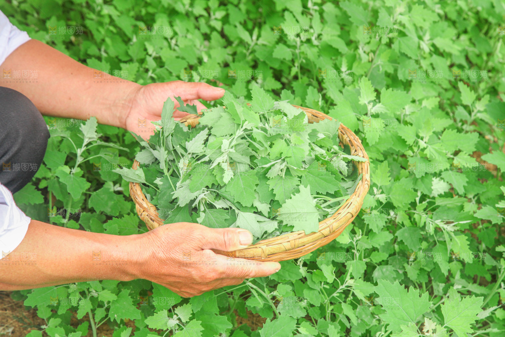 手里拿着新鲜灰灰菜