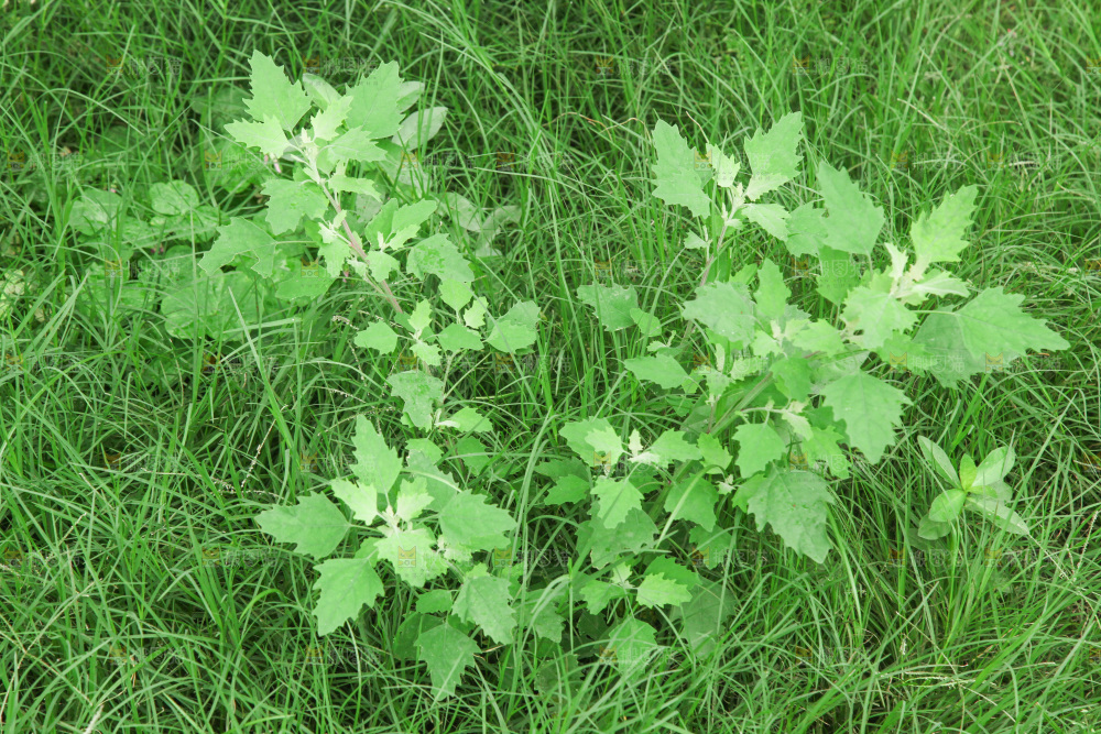 手里拿着新鲜灰灰菜