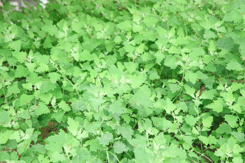 一大片灰灰菜