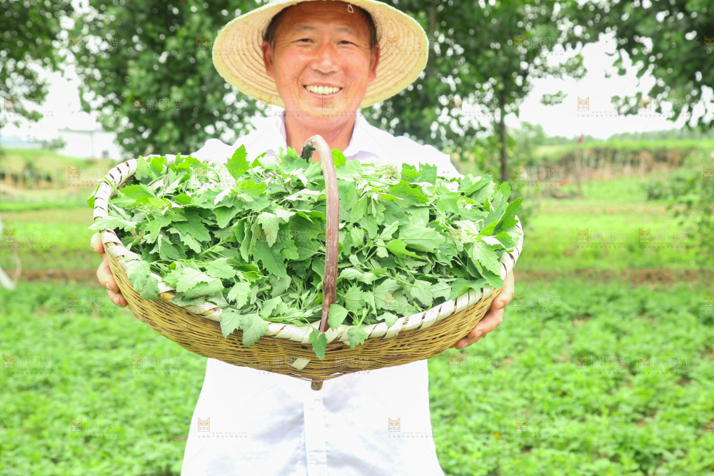 手里拿着新鲜灰灰菜