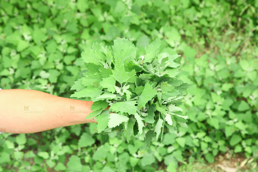 手里拿着新鲜灰灰菜
