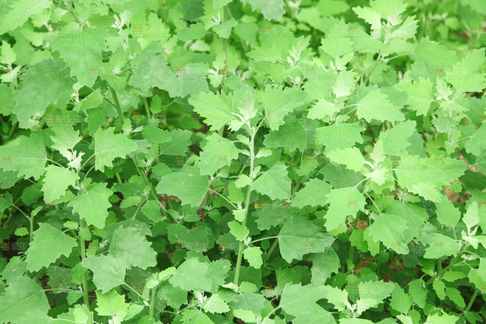 一大片灰灰菜