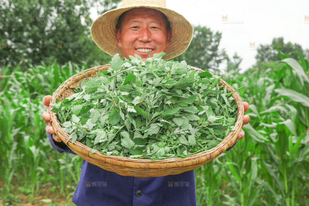 手里拿着新鲜灰灰菜