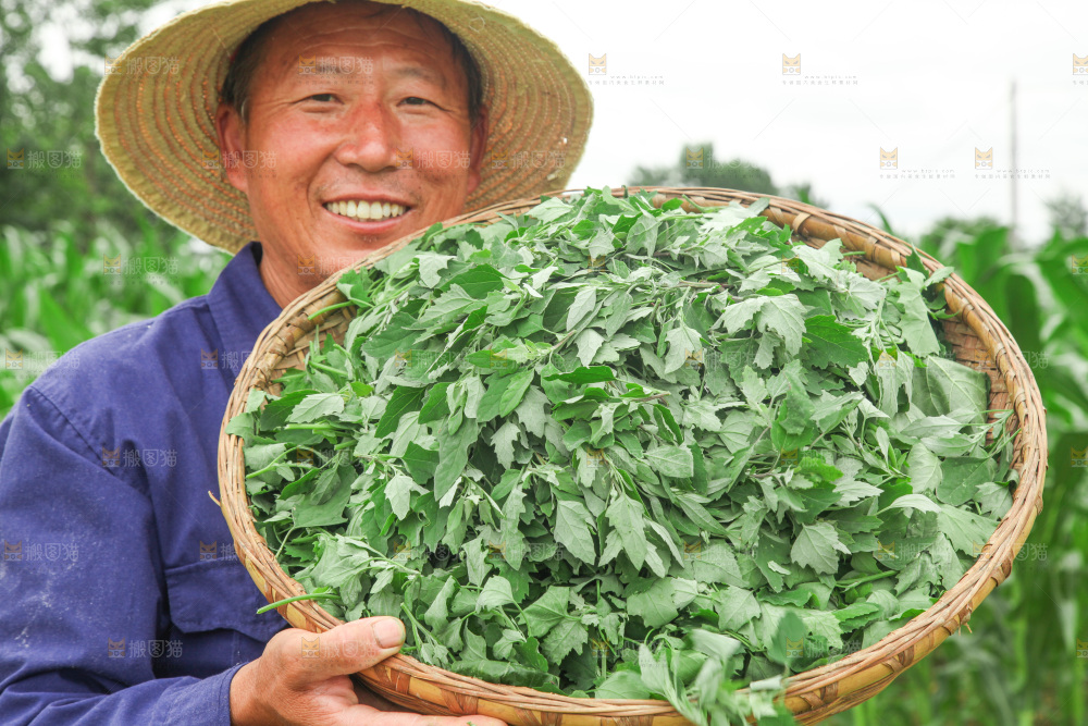 手里拿着新鲜灰灰菜