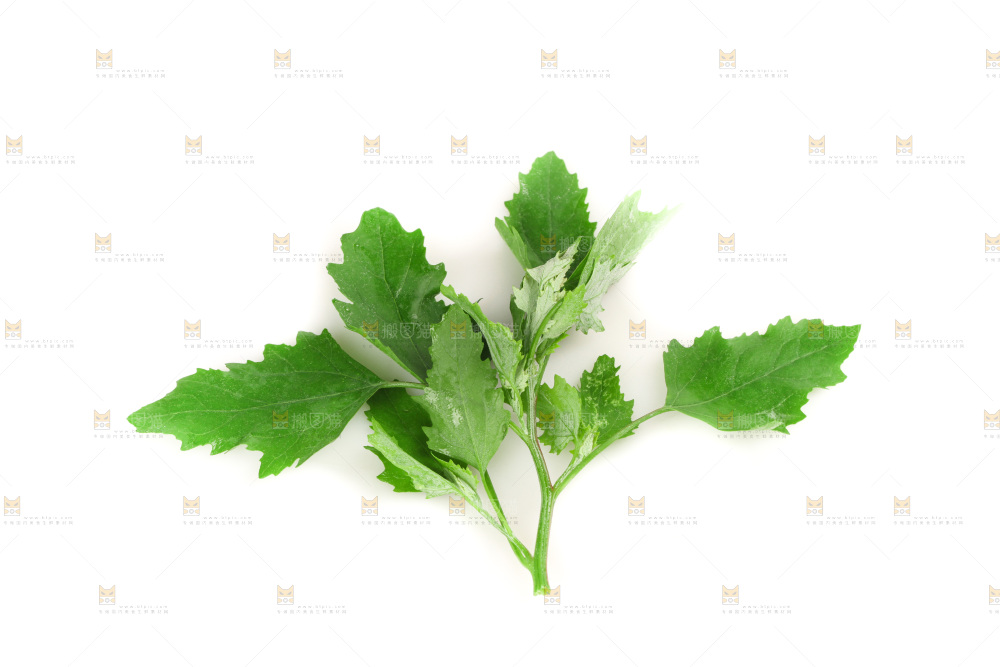 白底上的灰灰菜
