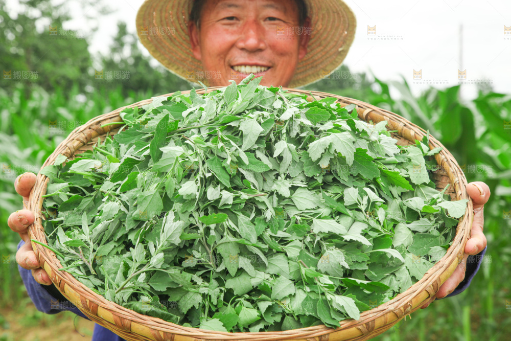手里拿着新鲜灰灰菜