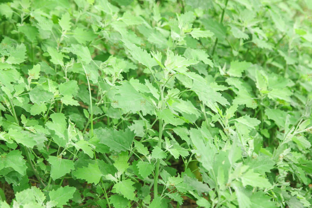 一大片灰灰菜