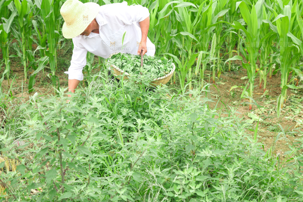手里拿着新鲜灰灰菜