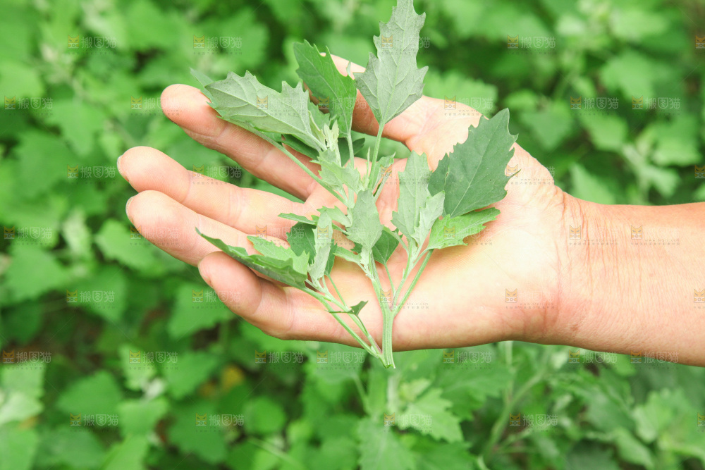 手里拿着新鲜灰灰菜