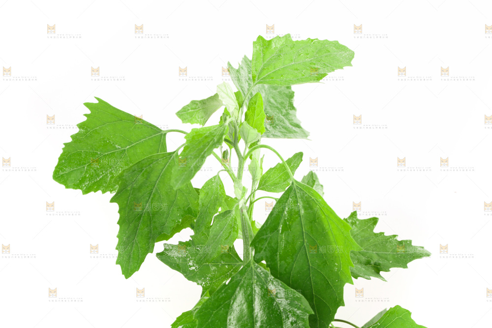 白底上的灰灰菜