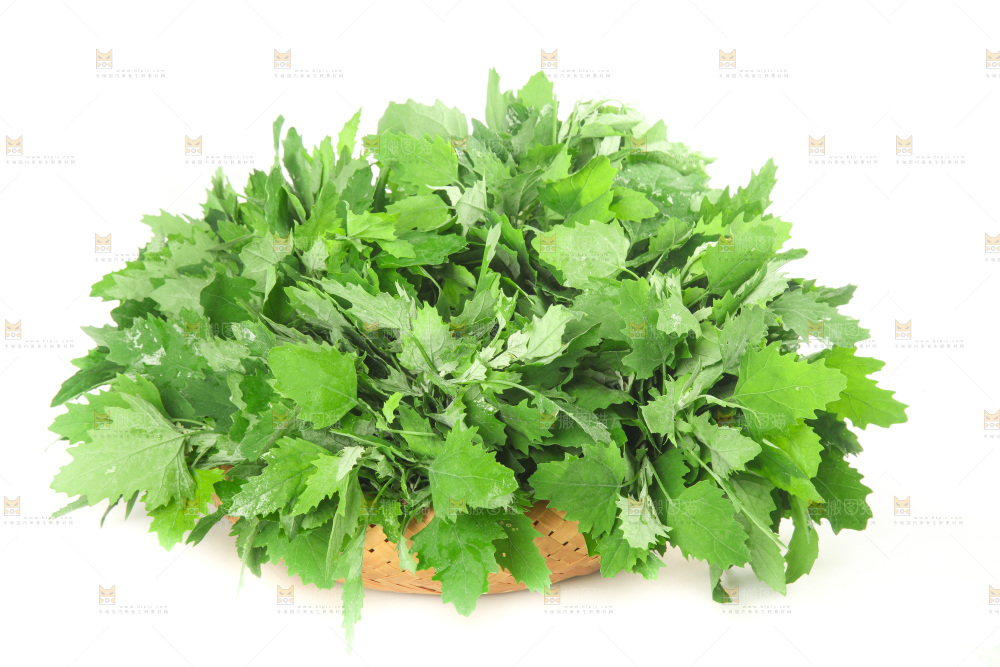 白底上的灰灰菜