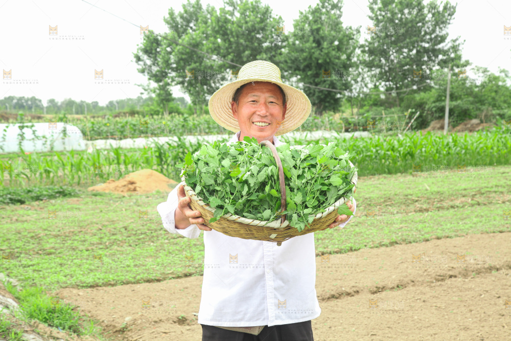 手里拿着新鲜灰灰菜