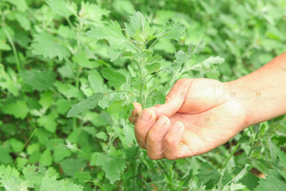 手里拿着新鲜灰灰菜