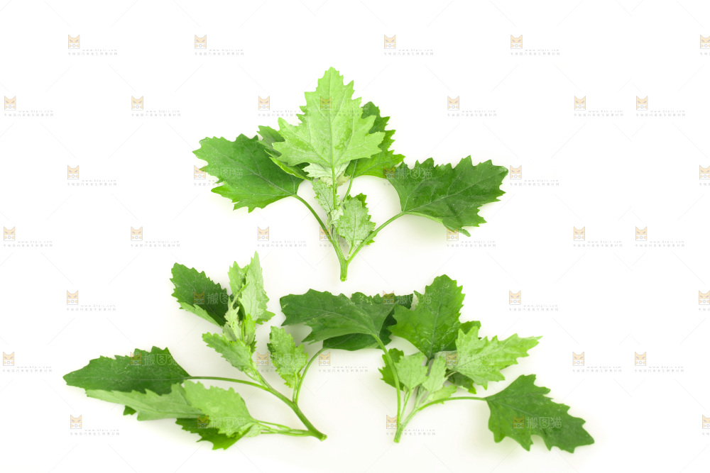 白底上的灰灰菜