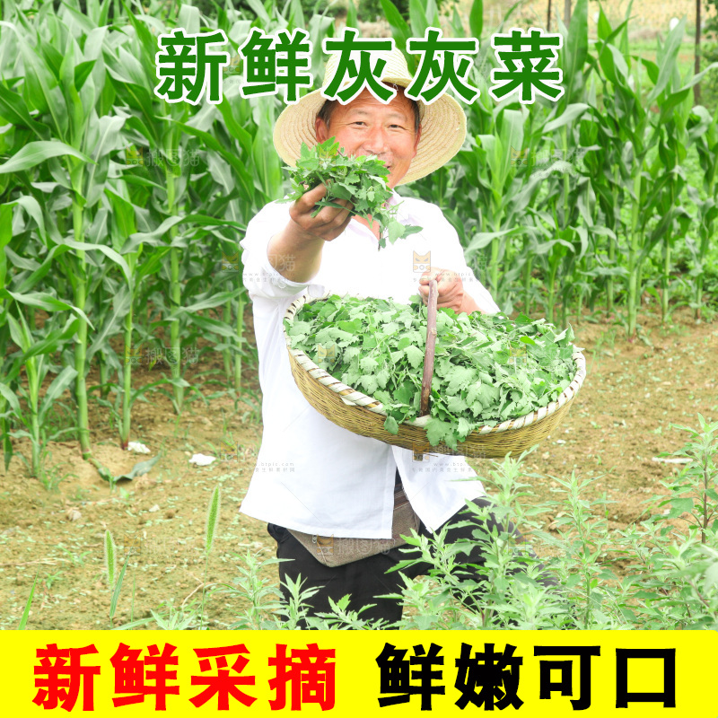 手里拿着新鲜灰灰菜