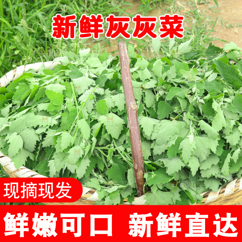 手里拿着新鲜灰灰菜