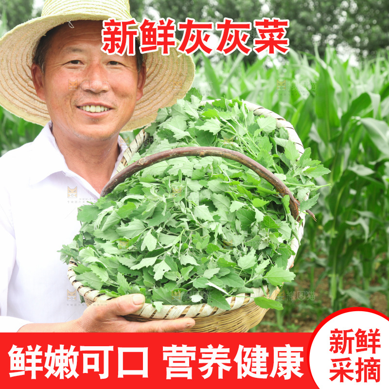 手里拿着新鲜灰灰菜