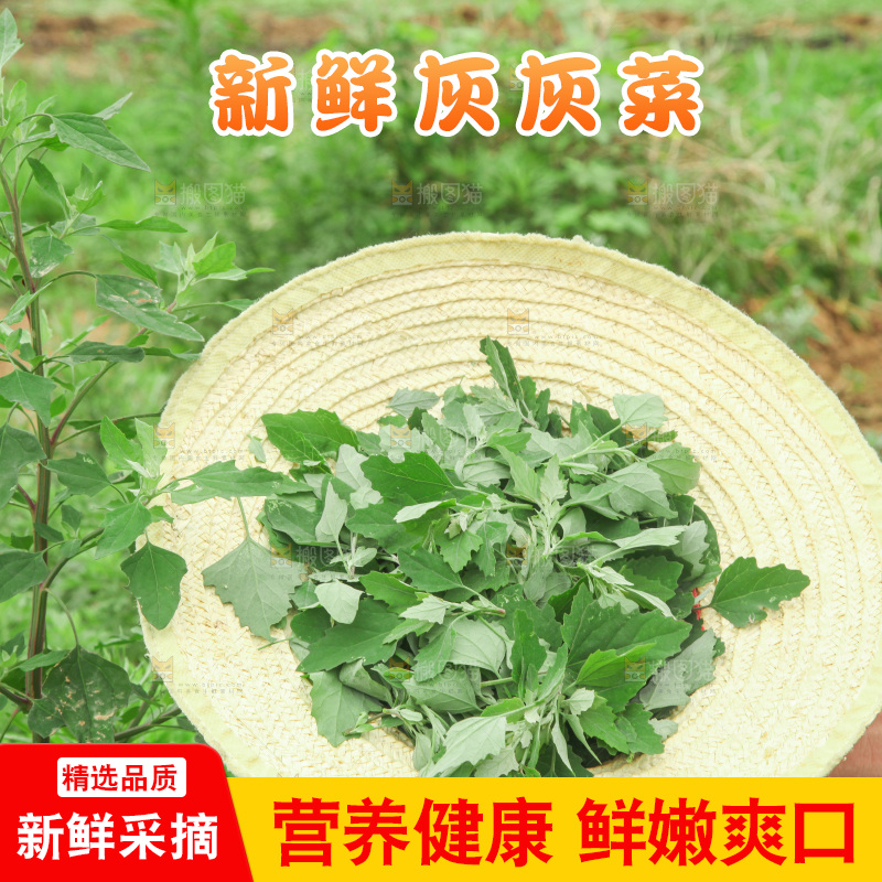 手里拿着新鲜灰灰菜
