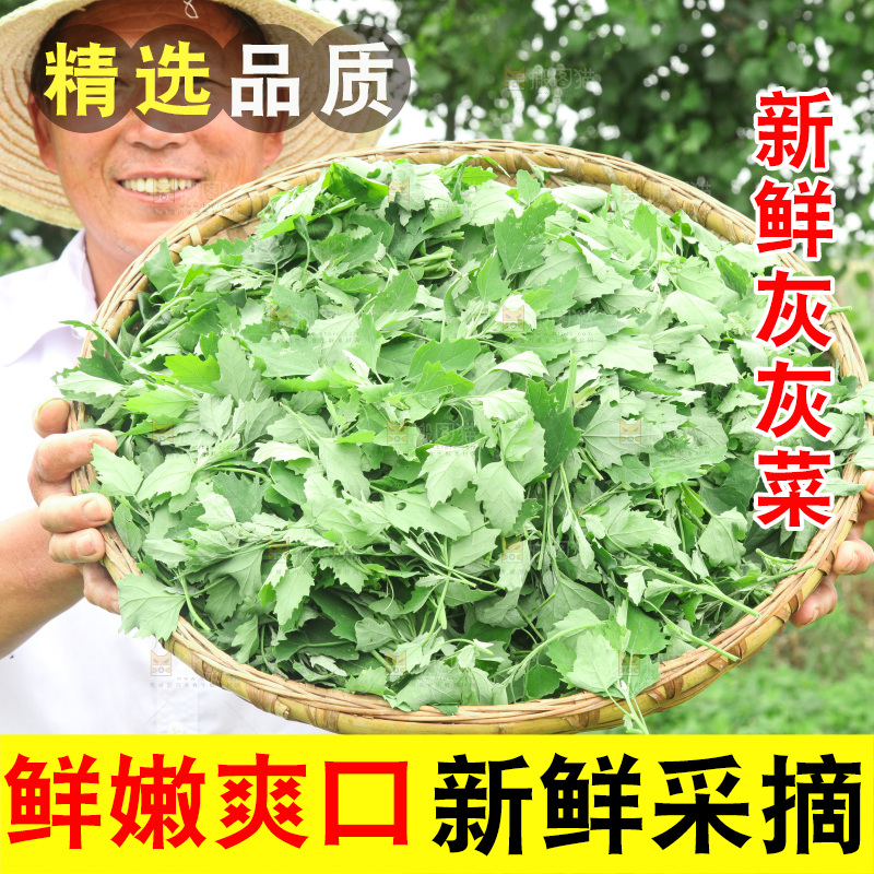 手里拿着新鲜灰灰菜