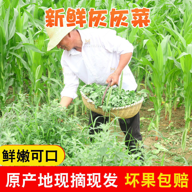 手里拿着新鲜灰灰菜