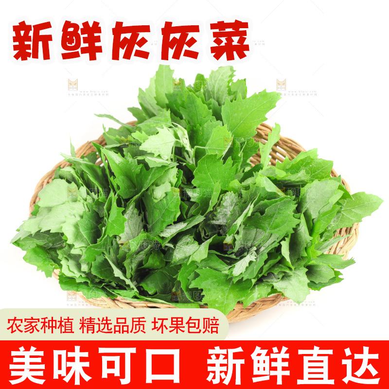 白底上的灰灰菜