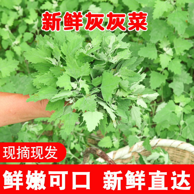 手里拿着新鲜灰灰菜