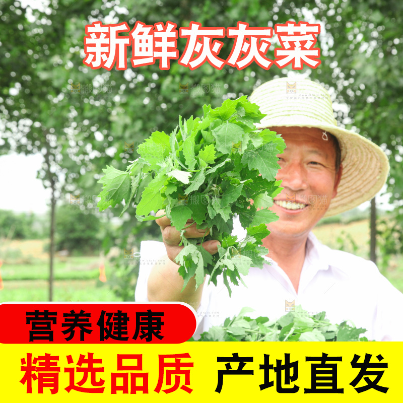 手里拿着新鲜灰灰菜