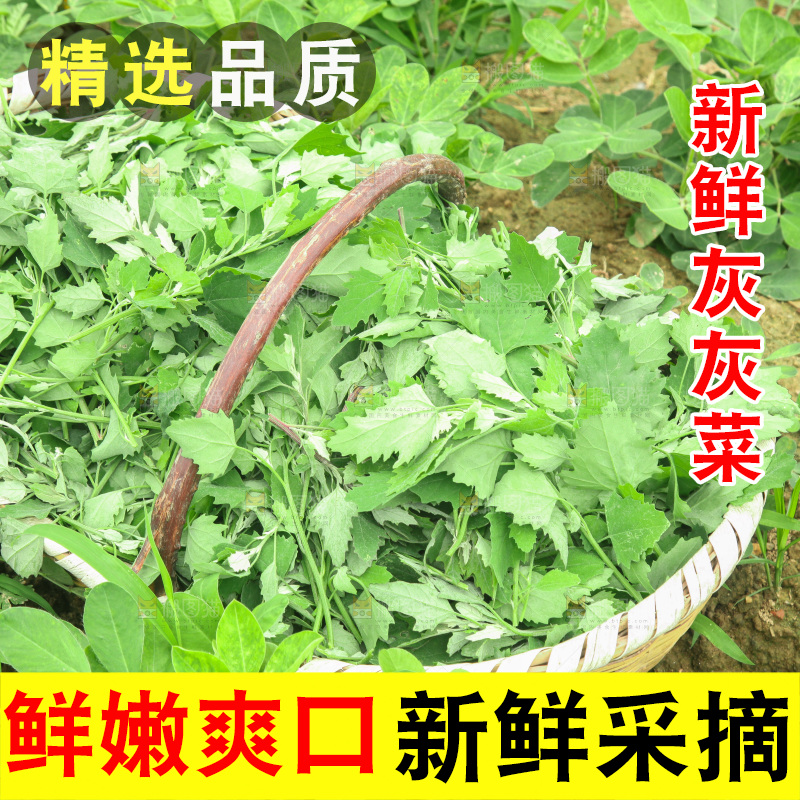 手里拿着新鲜灰灰菜