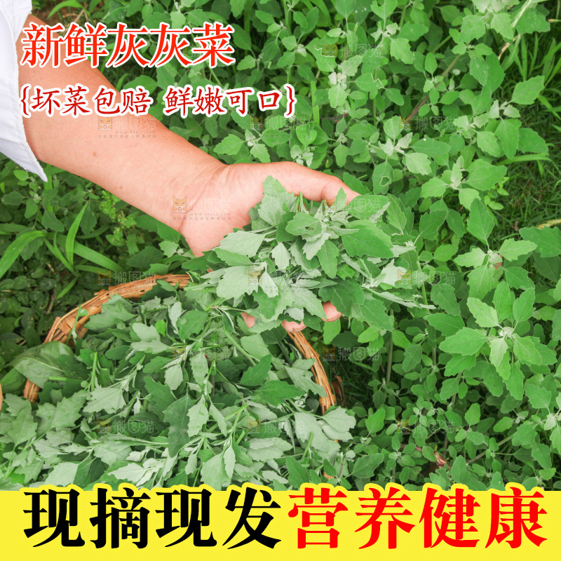 手里拿着新鲜灰灰菜