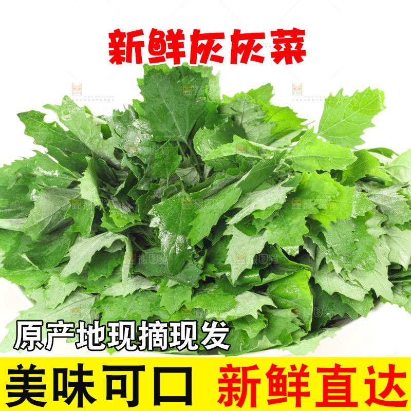 白底上的灰灰菜