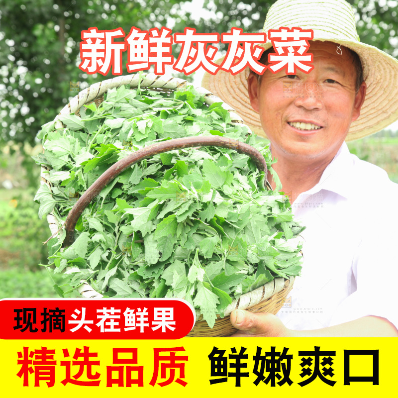 手里拿着新鲜灰灰菜