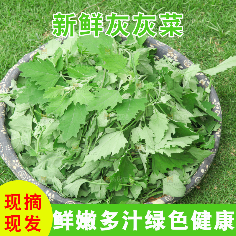 手里拿着新鲜灰灰菜