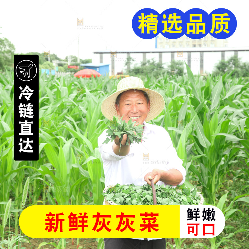 手里拿着新鲜灰灰菜