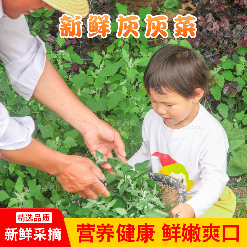 手里拿着新鲜灰灰菜