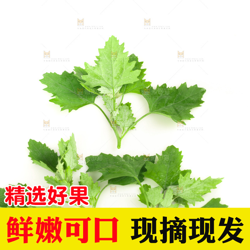 白底上的灰灰菜