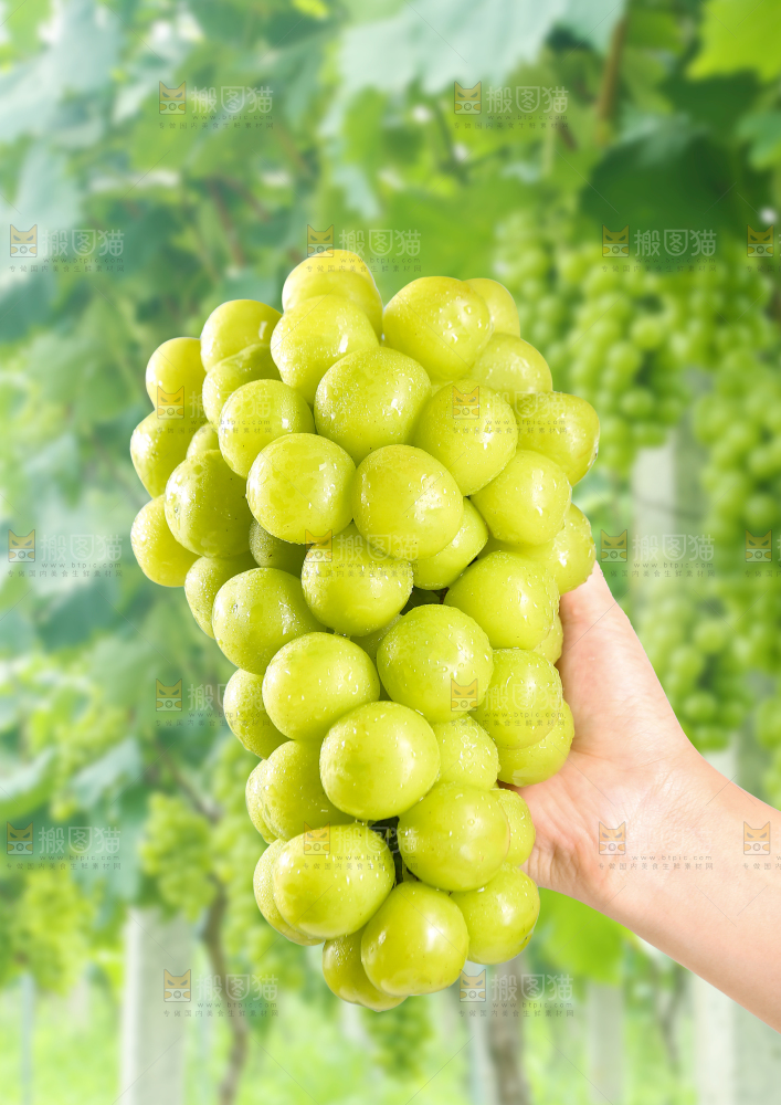 阳光玫瑰青提